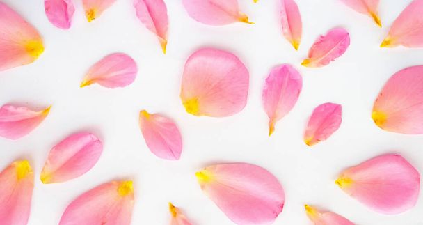 beautiful pink rose petals on white background top view - Foto, imagen