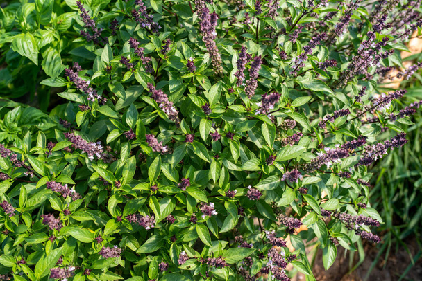 Tailandés plantas de albahaca en una fila con flores púrpuras en granja de hierbas orgánicas. - Foto, Imagen