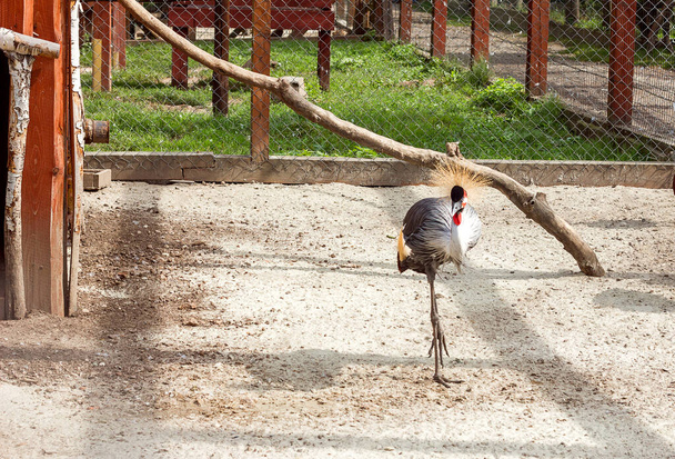 korunovaný jeřáb krásný pták pár v rezervaci - Fotografie, Obrázek
