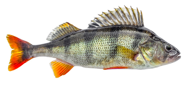 Риба для окуня ізольована на білому тлі
 - Фото, зображення