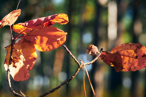 forest on a bright day and leaves closeup - beautiful autumn landscape and wildlife - Photo, Image