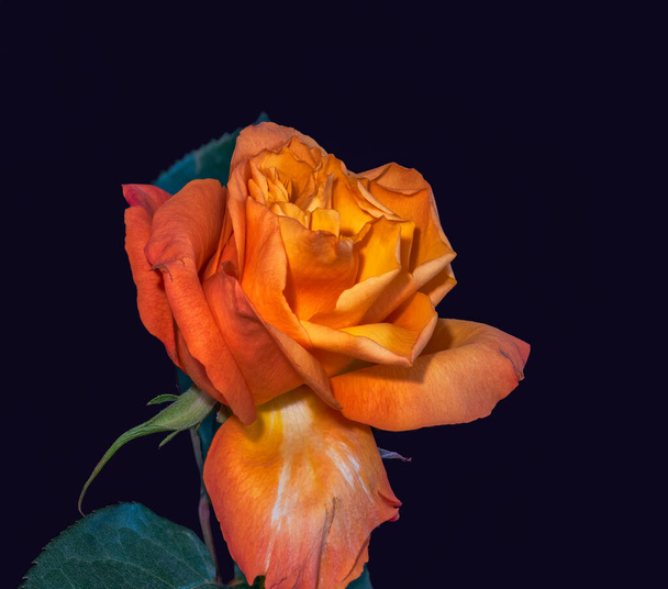 Μακρο ενός πορτοκαλιού κίτρινο τριαντάφυλλο ανθίσει σε μαύρο φόντο, ενιαία απομονωμένη άνθιση σε vintage στυλ ζωγραφικής με λεπτομερή υφή και φύλλα  - Φωτογραφία, εικόνα