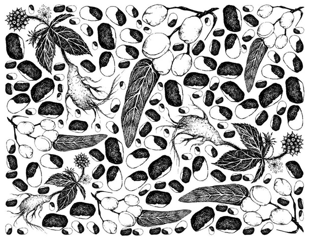 Marco de almendras silvestres, ciervos ladradores Mango o Irvingia Frutas de Malasia con plantas de Ephedra Sinica - Vector, Imagen
