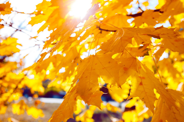 background of yellow maple leaves. autum - Zdjęcie, obraz
