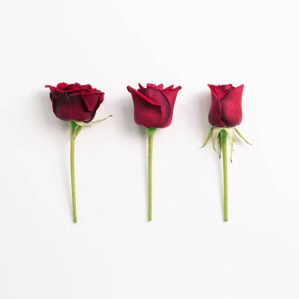 白い背景に赤いバラの花。フラットレイ、トップビュー、コピースペース - 写真・画像