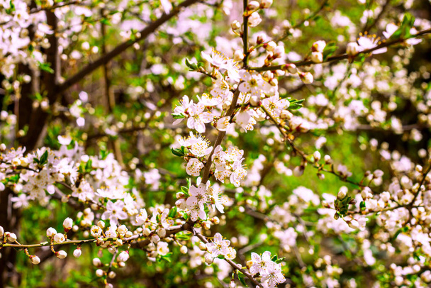Friss fényes fehér virágok virágzó ázsiai cseresznye zöld levelek háttér a kertben tavasszal közeli. - Fotó, kép