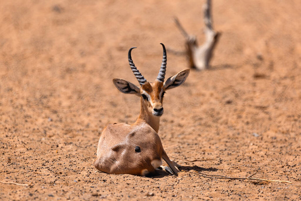 5 de septiembre de 2020. Una gacela árabe adulta gira la cabeza hacia atrás para echar un vistazo. - Foto, Imagen