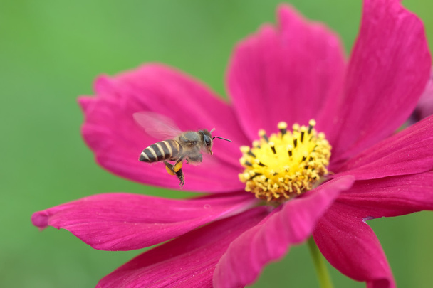 Bee in bloem bee verbazingwekkend, honingbij bestoven van roze bloem - Foto, afbeelding
