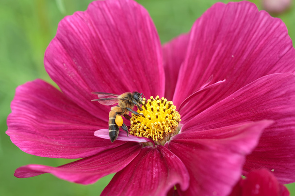 Бджола в квітковій бджілці дивовижна, медоносний пилок червоної квітки
 - Фото, зображення