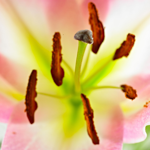 Lilies pestils - Photo, Image