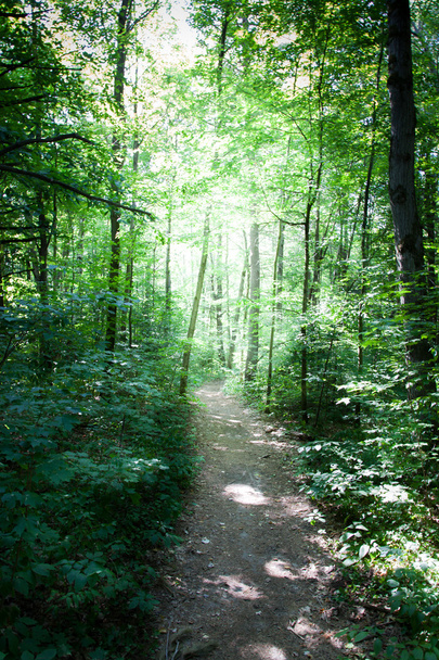 Pad in het bos - Foto, afbeelding