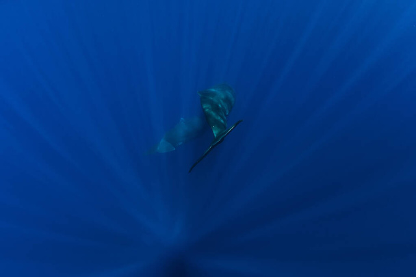 Pottwale tauchen im Ozean von Mauritius. Schwanz von Walen - Foto, Bild