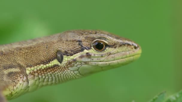 Japanese Grass Lizard (Takydromus tachydromoides) - Footage, Video