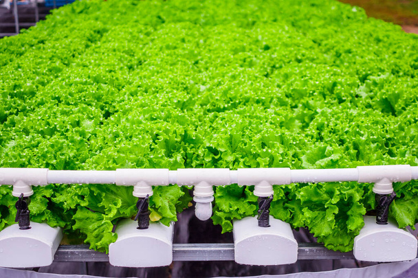 Frische grüne Bio-Salatblätter Salatpflanze in hydroponischem Gemüsefarmsystem - Foto, Bild