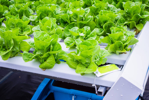 Čerstvé organické zelené listy salát rostlina v hydroponics zelenina farmářský systém - Fotografie, Obrázek