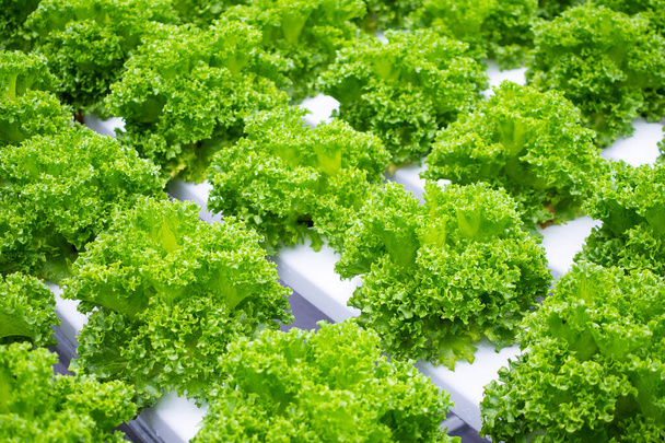 Fresh organic green leaves lettuce salad plant in hydroponics vegetables farm system - Foto, immagini