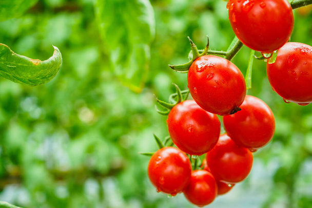 Fresh ripe red tomatoes plant growth in organic greenhouse garden ready to harvest - Foto, Imagen