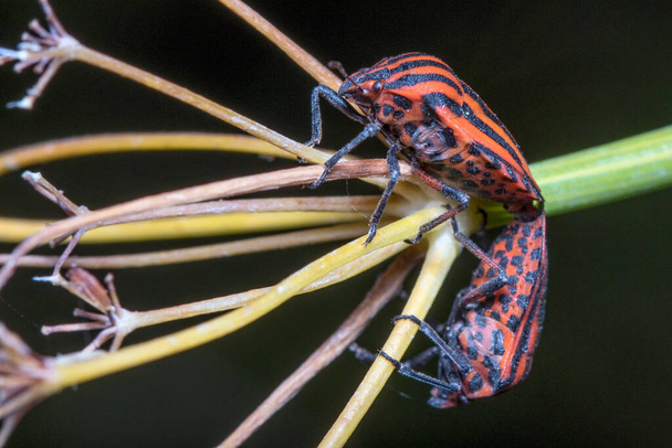 Couple of Graphosoma lineatum mating on a plant - Photo, Image
