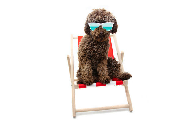 poodle dog summer resting on beach chair. Isolated on white background. - Foto, Imagen