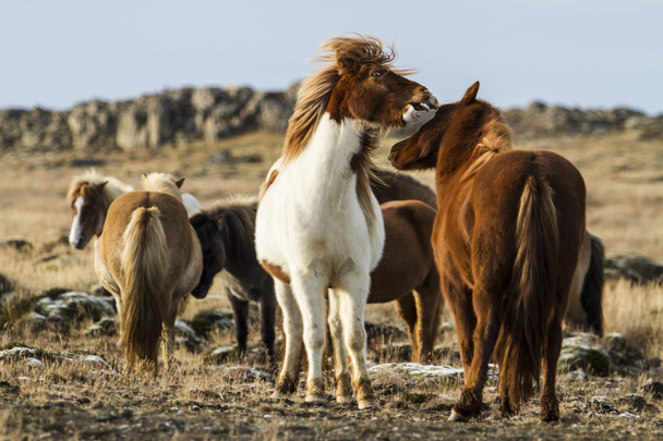 Cavalos icêndicos
 - Foto, Imagem