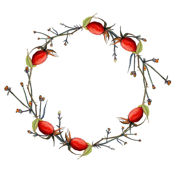 Watercolor illustration of beautiful autumn wreath with red rose hip with plants for healthy design on white isolated background - Photo, image