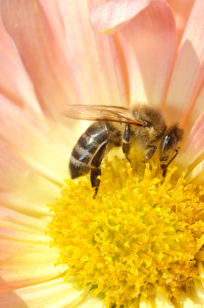Pszczoła zbiera pyłek z chryzantemy - Zdjęcie, obraz