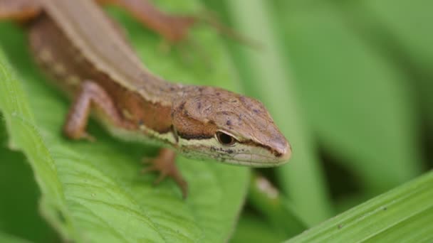 Japanese Grass Lizard (Takydromus tachydromoides) - Footage, Video