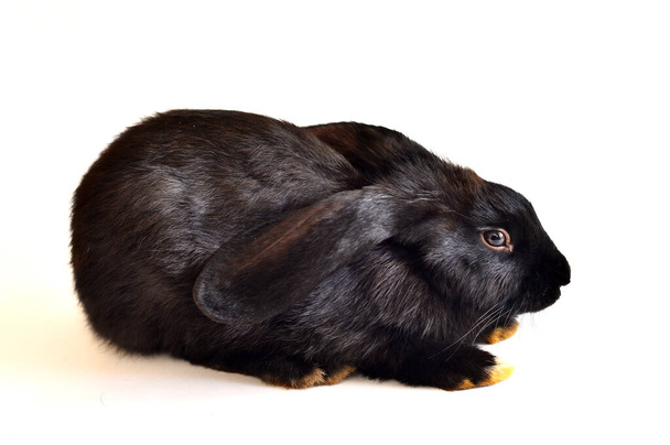  schwarzes Kaninchen isoliert auf weißem - Foto, Bild