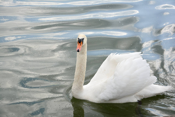 Swan swimming in lake waters which are reflecting the blue of the sky and the white and grey from clouds  - Photo, Image