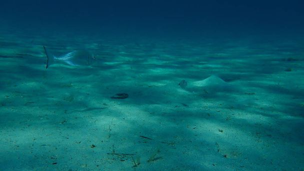 Gilthead seabream (Sparus aurata), Orata, Dorada undersea, Aegean Sea, Greece, Halkidiki - Фото, изображение