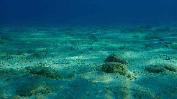 Gilthead seabream (Sparus aurata), Orata, Dorada a tenger alatt, Égei-tenger, Görögország, Halkidiki - Fotó, kép