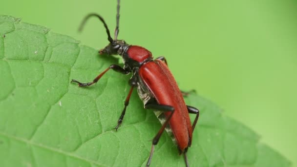 Longhorn Beetle (Aredolpona succedanea) - Video