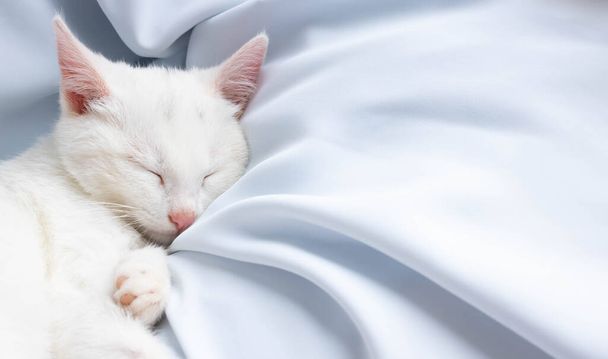 Pieni valkoinen kissanpentu nukkuu sinisellä pehmeällä liinalla. Tilaa tekstille. - Valokuva, kuva