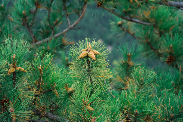 pequeños conos de pino agrupados en algunas ramas de pino - Foto, imagen
