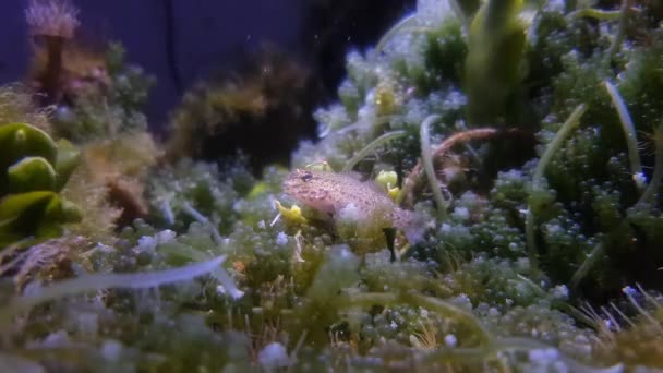 4k video of Bucchich's Mediterranean sea goby fish - Gobius bucchichi - Footage, Video