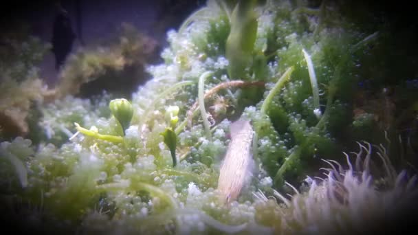 4k video of Bucchich's Mediterranean sea goby fish - Gobius bucchichi - Footage, Video