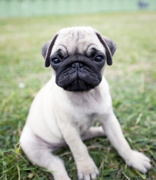 Mops puppy - Photo, Image