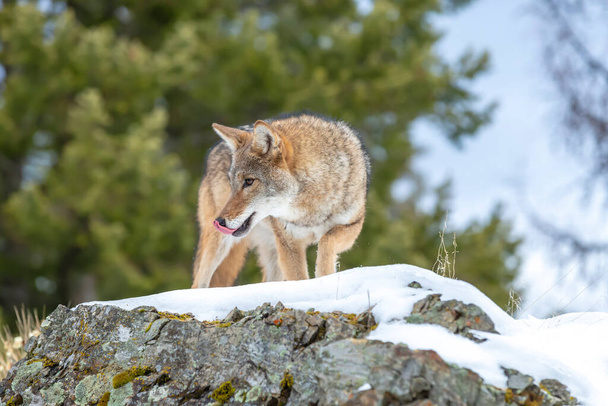 Kojot szuka posiłku w zaśnieżonych górach Montany.. - Zdjęcie, obraz