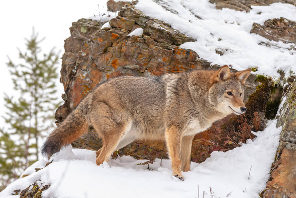 Ein Kojote sucht eine Mahlzeit in den schneebedeckten Bergen von Montana. - Foto, Bild