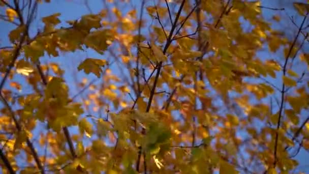 Bunter Baum in sonnigem Herbsttag Blauer Himmel im Hintergrund. Windiges und sonniges Wetter in Zeitlupe - Filmmaterial, Video