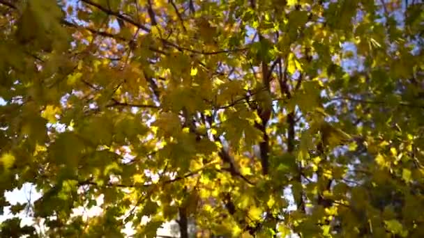 Bunter Baum in sonnigem Herbsttag Blauer Himmel im Hintergrund. Windiges und sonniges Wetter in Zeitlupe - Filmmaterial, Video