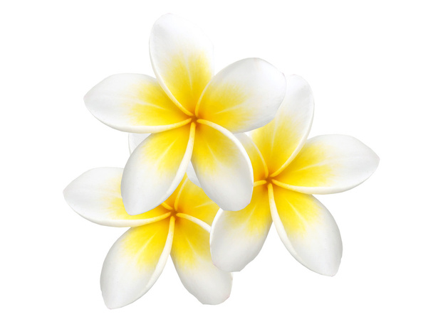 Frangipani de flores tropicales aislados sobre fondo blanco
 - Foto, imagen