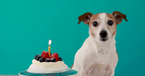 Perro se sienta cerca de delicioso pastel de cumpleaños con bayas frescas - Metraje, vídeo