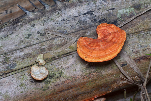 luonnonvaraisen reishi-sienen kohtaus palmun oksilla. - Valokuva, kuva