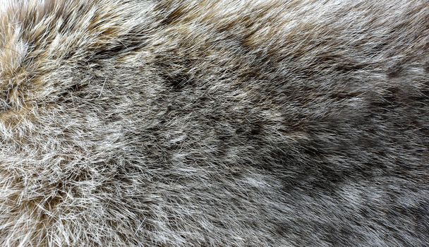 Textura de piel de gato lince para fondo - Foto, Imagen