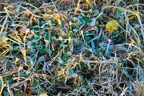 Первый утренний мороз на зеленых растениях - Фото, изображение
