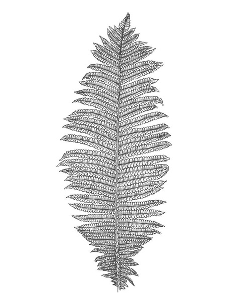 Hand-drawn fern isolated on white background. Vector illustration - Vector, Image