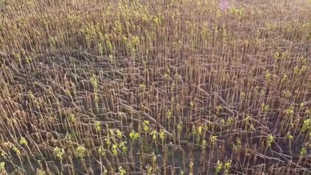 Tallos rotos de girasol que cayeron después de la tormenta, el mal tiempo destruyó cultivos agrícolas de girasoles maduros. - Metraje, vídeo