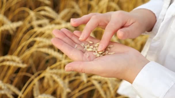 Close-up of womans hands sorting through wheat with husks in a field - Footage, Video