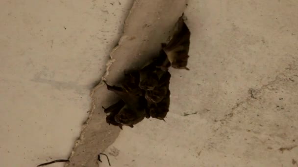 Adorable familia de murciélagos agrupados en grietas bajo un puente de hormigón - Imágenes, Vídeo